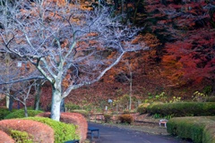 晩秋の公園