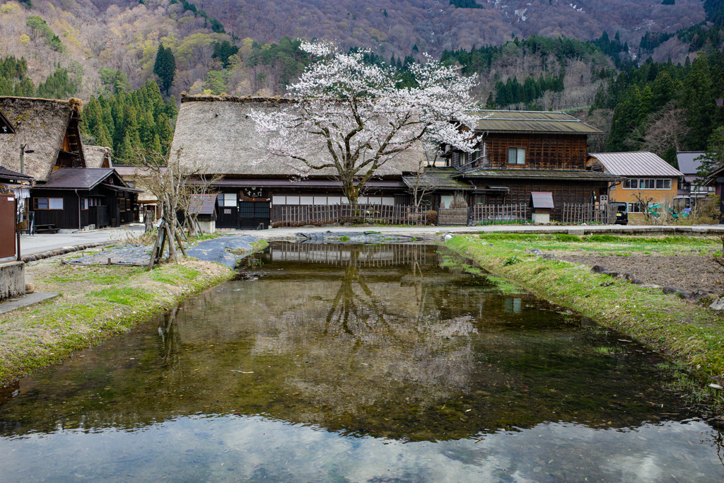 水面の桜