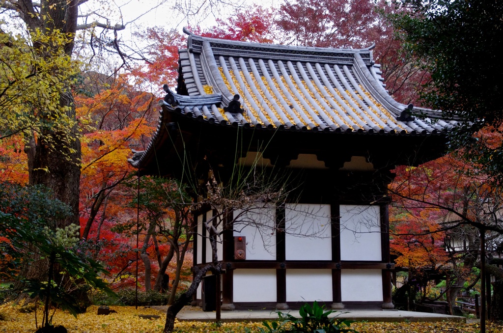 黄金の絨毯、紅の屏風