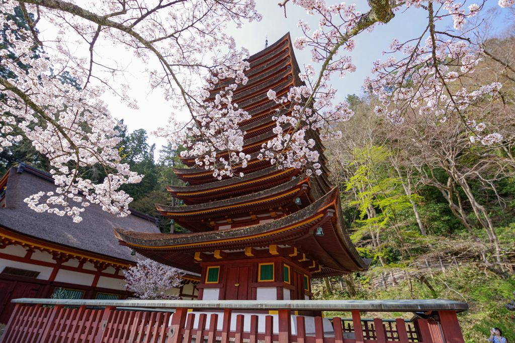 桜と十三重塔