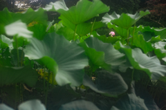 向こうのほうに