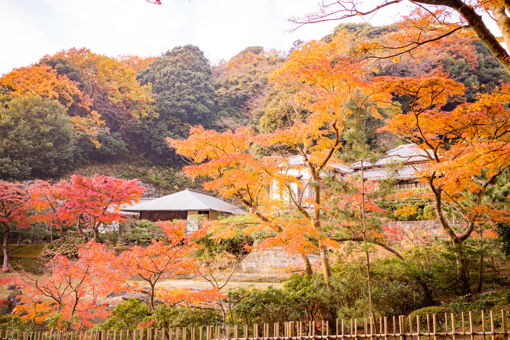 紅葉たなびく