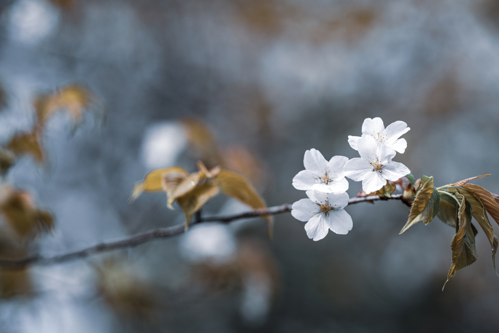 山桜ひっそりと