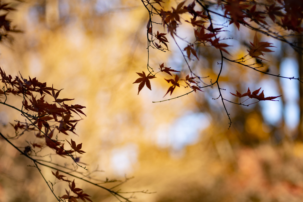 Shadow of Autumn