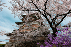 城と桜