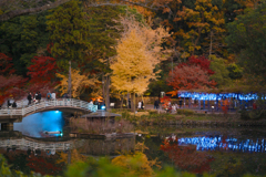 紅葉まつりライトアップ