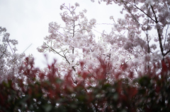 向こうの桜