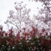 向こうの桜