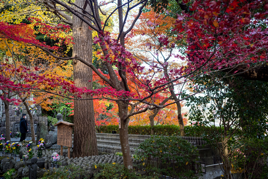 背景の紅葉