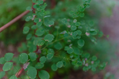 GREEN CLOUD