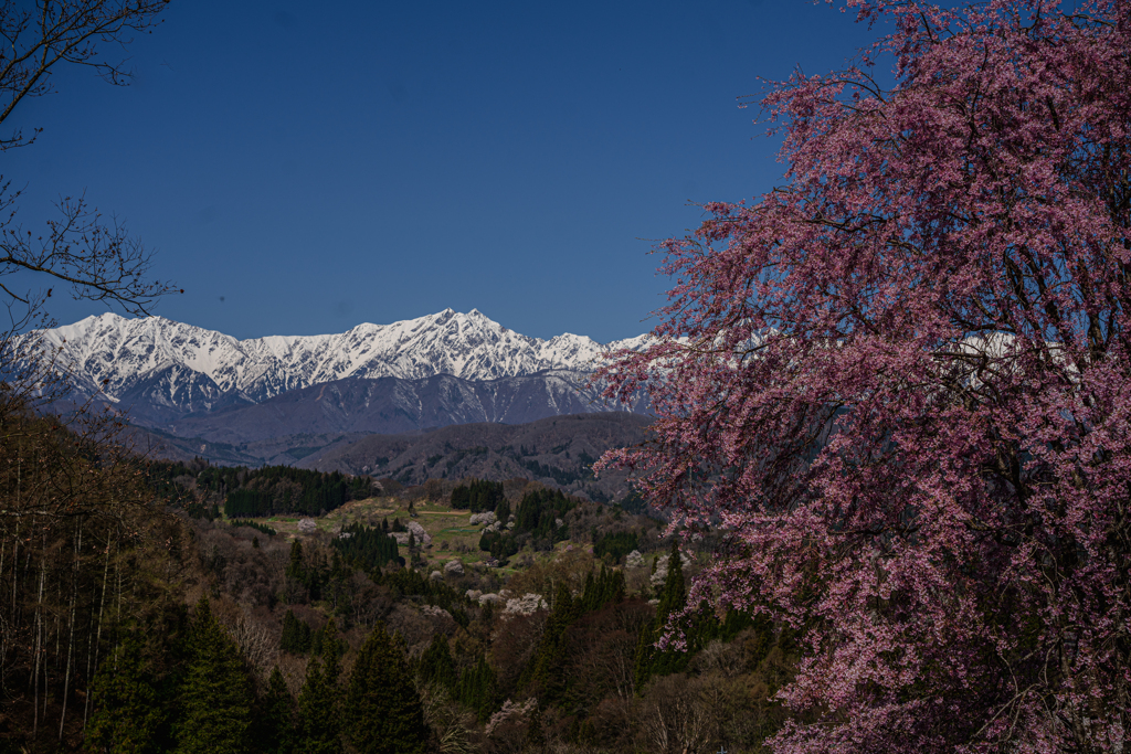 桜とアルプス