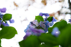 北山の紫陽花