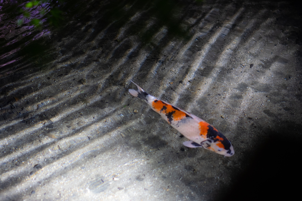 宙を泳ぐ