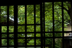 格子窓の緑