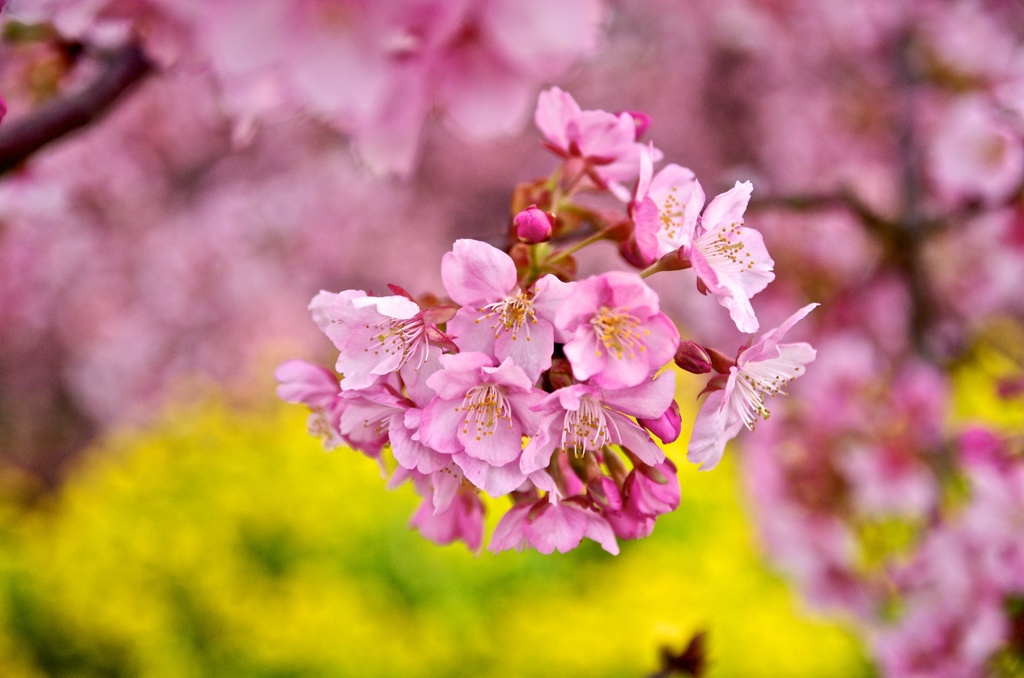 春からの花束　その２
