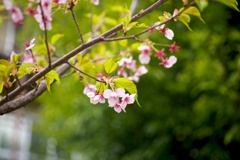 河津桜の有終の美