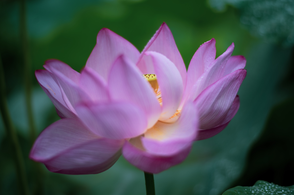 ソフトな花びら