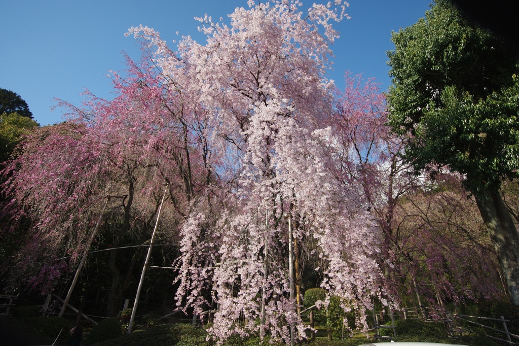 枝垂桜