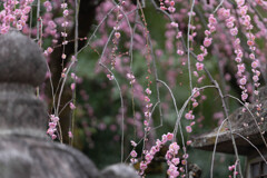 枝垂れ梅