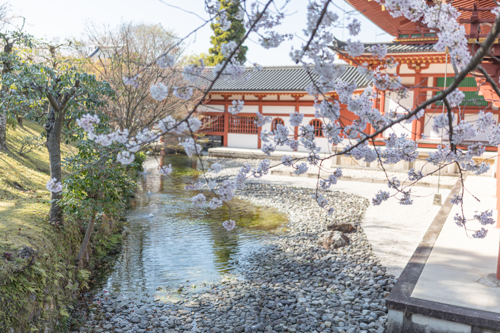 平等院の桜