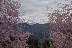 北アルプスと桜