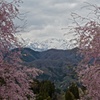 北アルプスと桜
