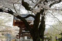 古寺と桜(1)