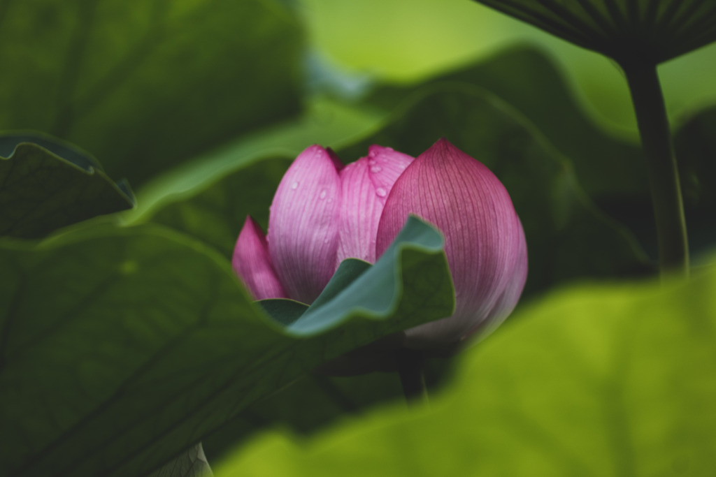 開花前