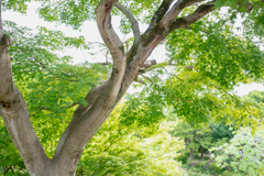 新緑の頃