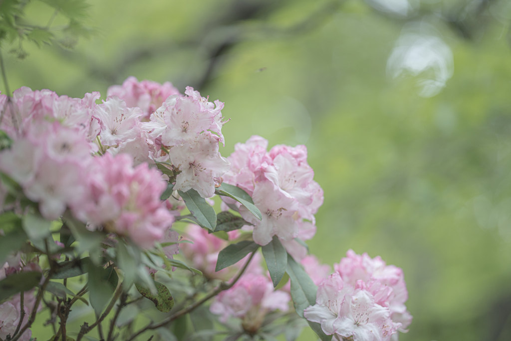 石楠花