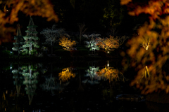 薬師池公園紅葉まつりライトアップ