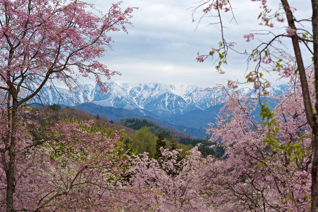 桜と北アルプス