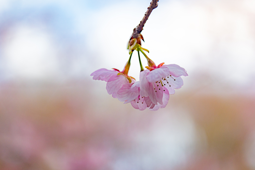 熱海寒桜