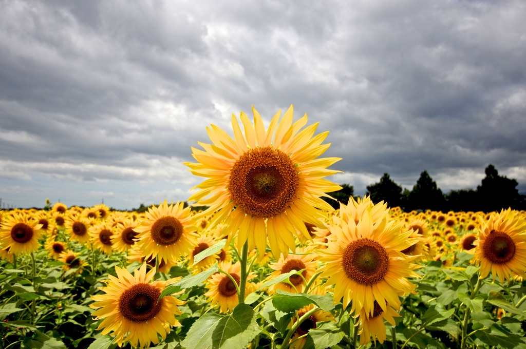 Stormy Sunflower