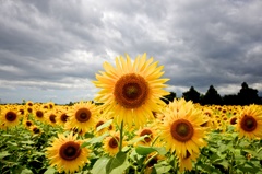 Stormy Sunflower