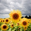 Stormy Sunflower