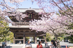 山門と桜（ワイド）