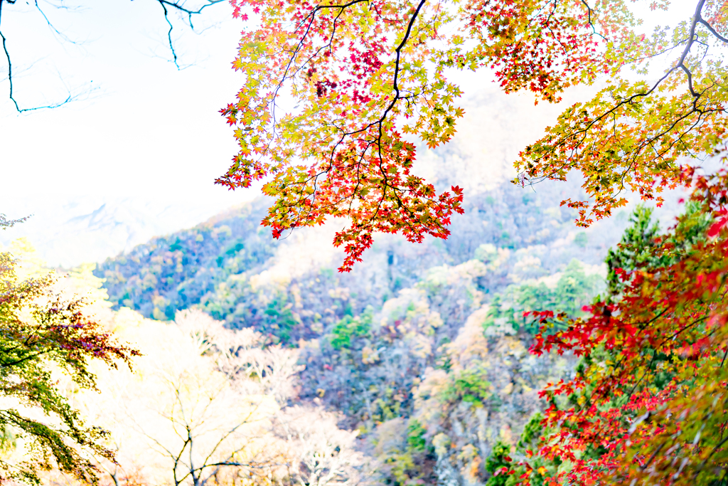 ハイキーな山紅葉