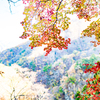 ハイキーな山紅葉