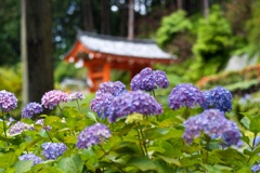 アジサイ寺