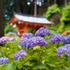 アジサイ寺