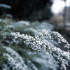 雪の柳