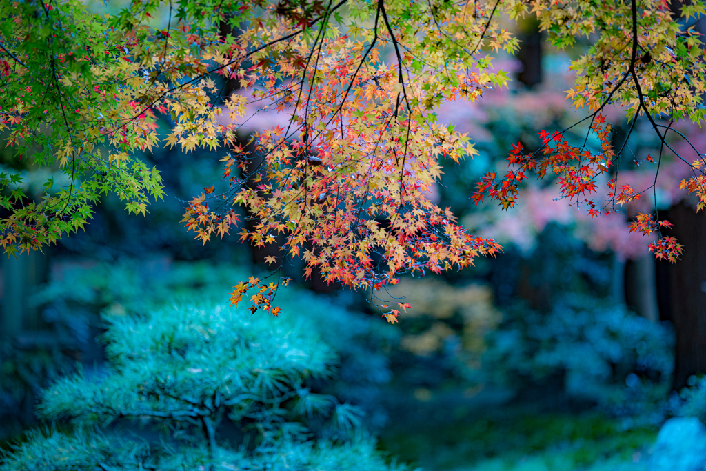 やがて紅となる