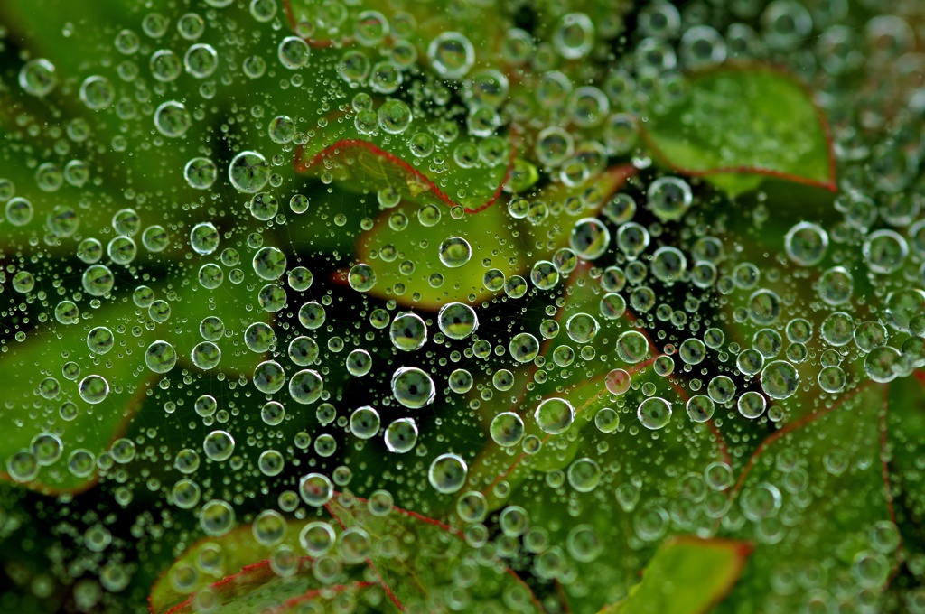 雨の贈り物