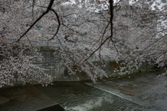 桜の川