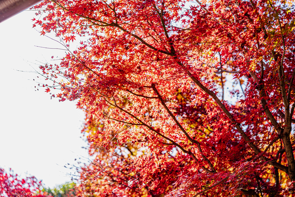 紅葉大木