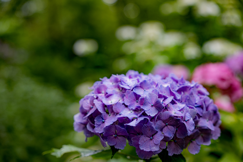 境内の紫陽花