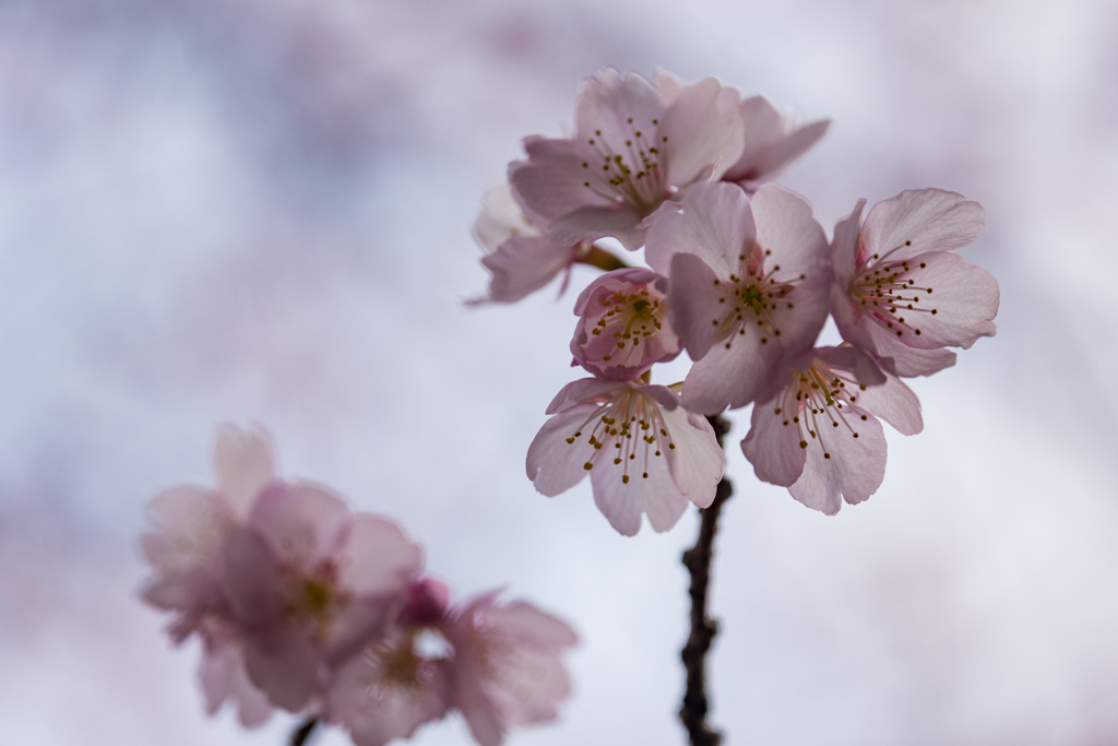 アタミカンザクラ