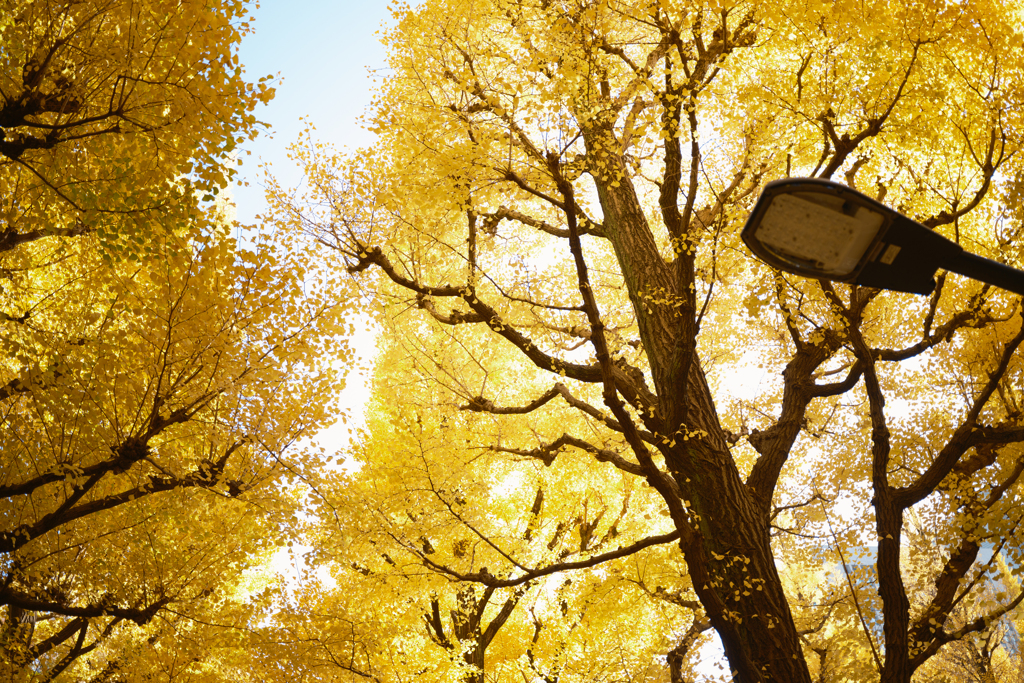 銀杏の輝き
