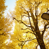銀杏の輝き